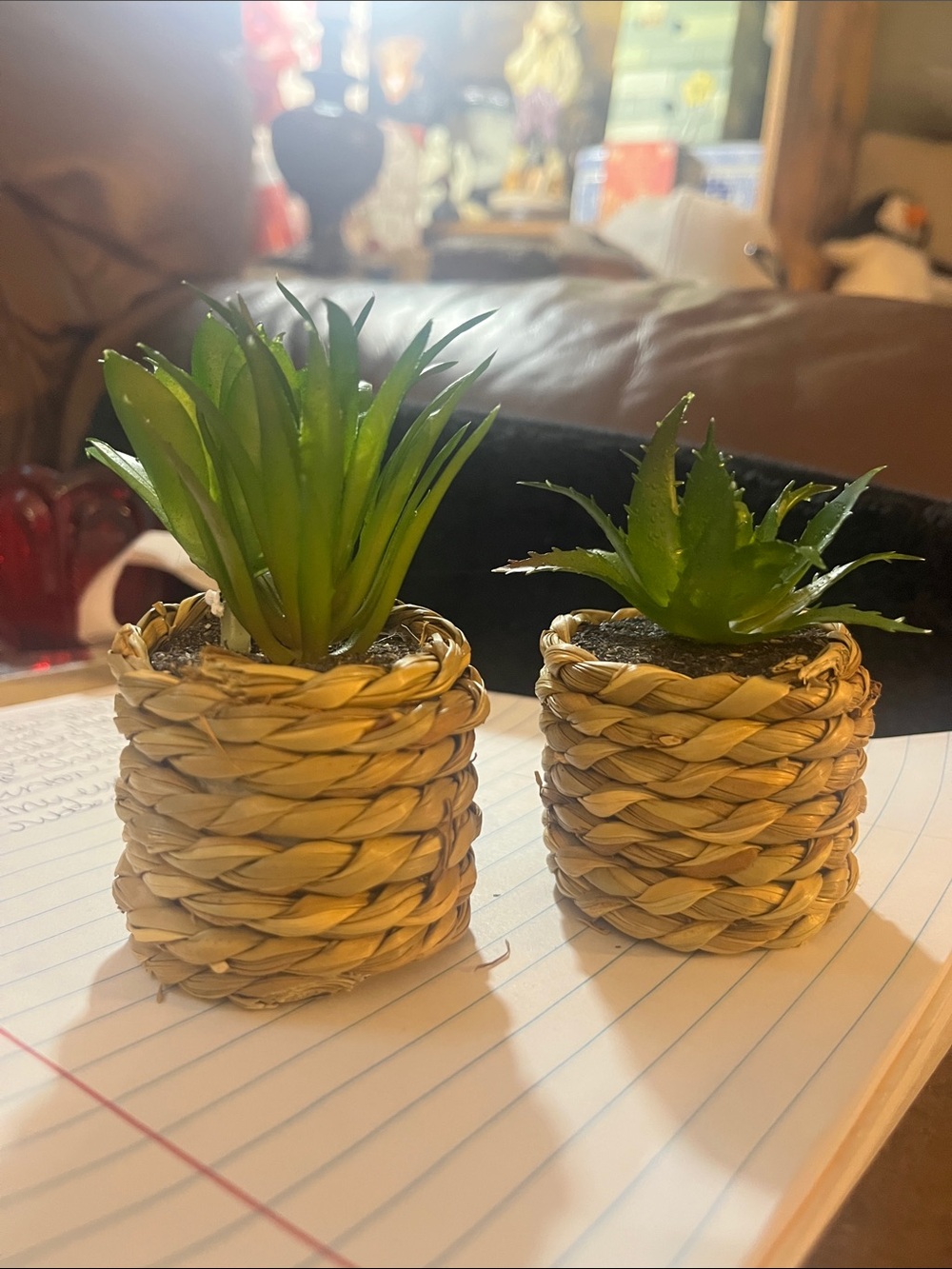 Two succulents made into a wrapped rope from the gift shop 518